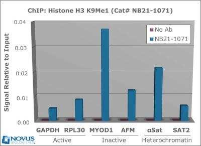 Chromatin Immunoprecipitation: Histone H3 [Monomethyl Lys9] Antibody [NB21-1071] - Chromatin from one million formaldehyde cross-linked HeLa cells was used with 2ug of NB21-1071 and 20ul of magnetic IgG beads per immunoprecipitation. A no antibody (No Ab) control was also used. Immunoprecipitated DNA was quantified using quantitative real-time PCR and SYBR green dye, then normalized to the non-precipitated input chromatin, which is equal to one.